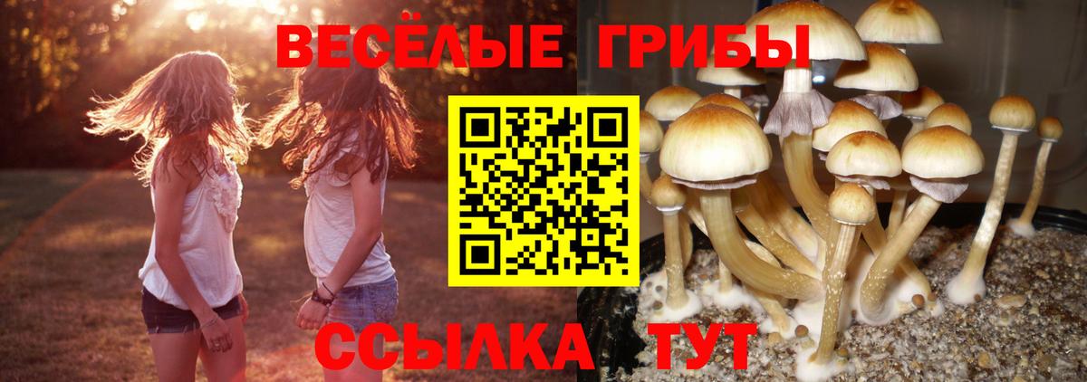 Ленинск-Кузнецкий  Галлюциногенные грибы Psilocybe  Вход с VPN 